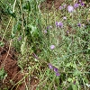 Plants: image 20 Of 208 Thumb